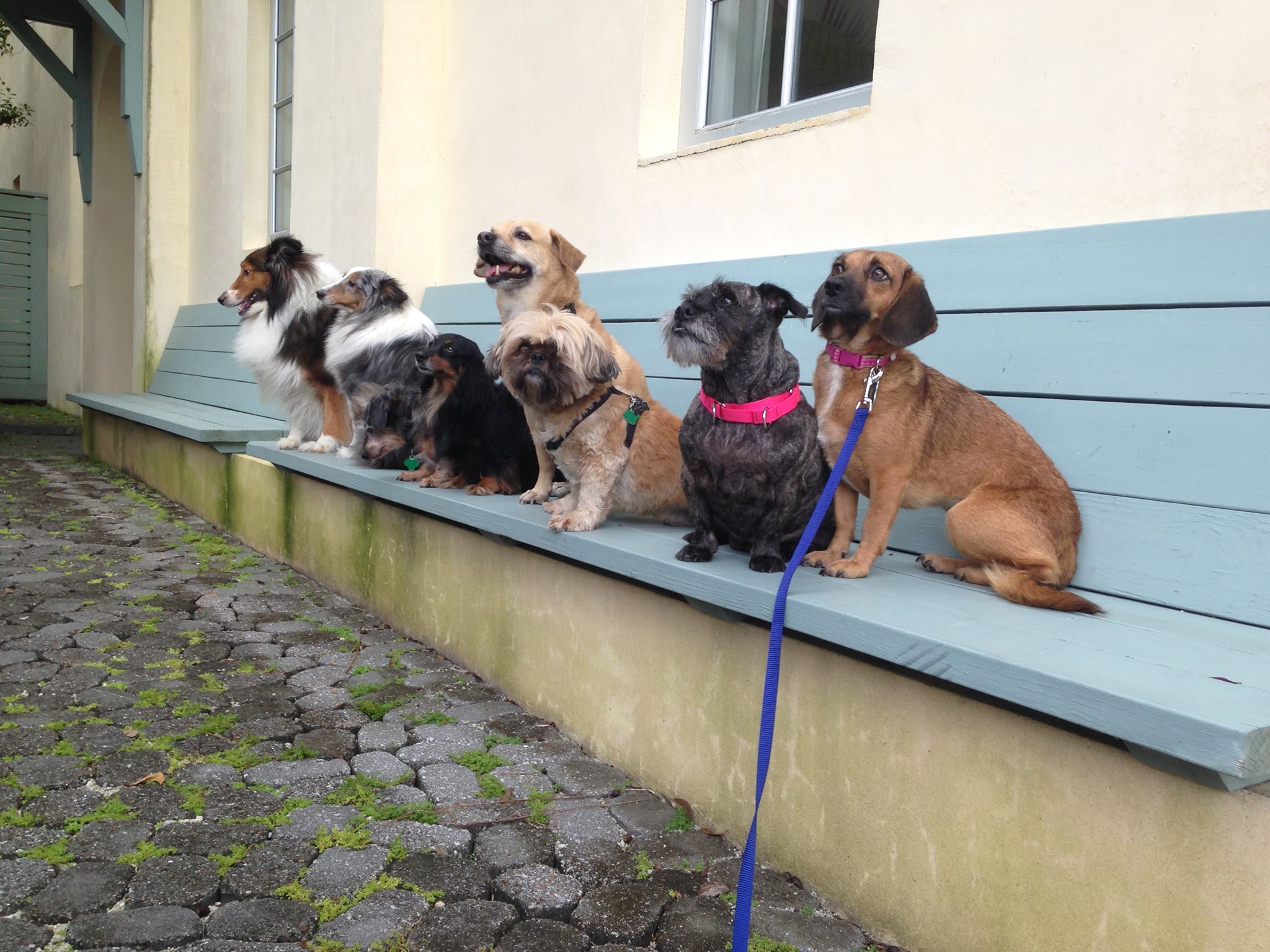 our dogs